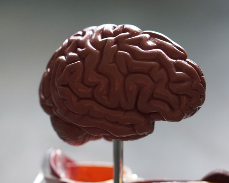 Prefrontal Cortex